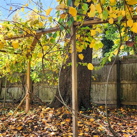 Hardy Kiwi – Anna Female (Actinidia Arguta) (vine) – Chesapeake Figs