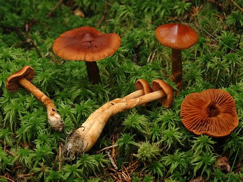 Fungus Gallery :: Leprocybe :: NIKA5283