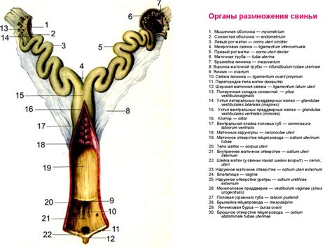 Органы репродукции самки. (Лекция 7) - презентация онлайн