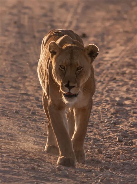 Two weeks in Tanzania: The Serengeti lions