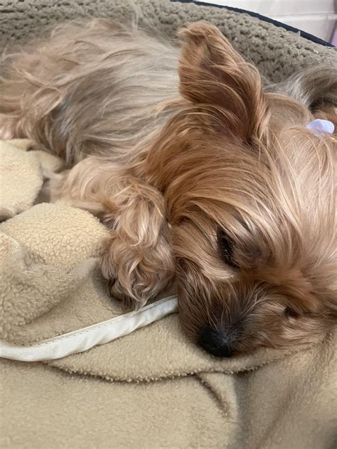 My 12 year old baby has kidney failure + pancreatitis : r/Yorkies