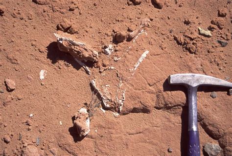 fossil hunting wheres  fossil amnh