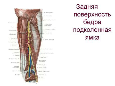 Топографическая анатомия нижней конечности - презентация онлайн