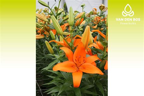 Eremo® (L.A.) - Lily - Van den Bos Flowerbulbs