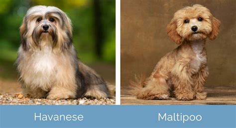 Havanese vs. Maltipoo: What's The Difference (With Pictures) | Hepper