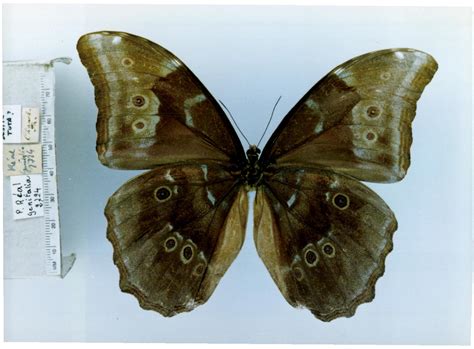 Morpho menelaus didius Hopffer, 1874; Comments: TL: Peru