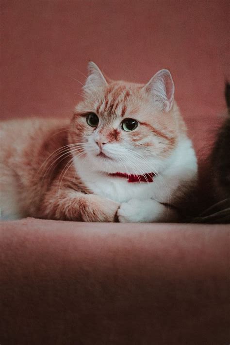 Рудий кіт | Cats, Animals