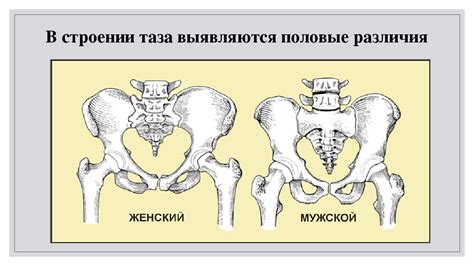 Крестец у человека: анатомическое строение, функции и фото