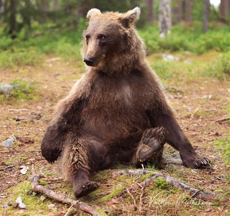 Из жизни медведей в финских лесах. Фотограф Валттери Мулкахайнен ...