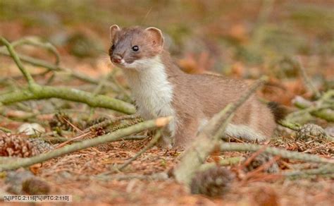 I was privileged yesterday to see stoat power! | Benvironment