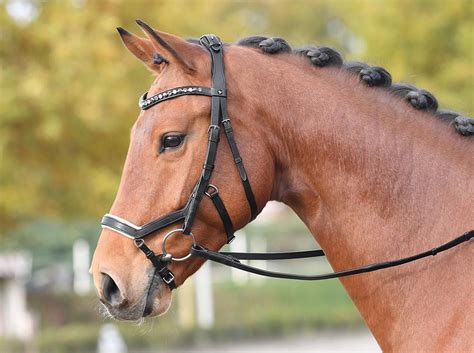 Types of bridles and their parts - EQUISHOP Equestrian Shop