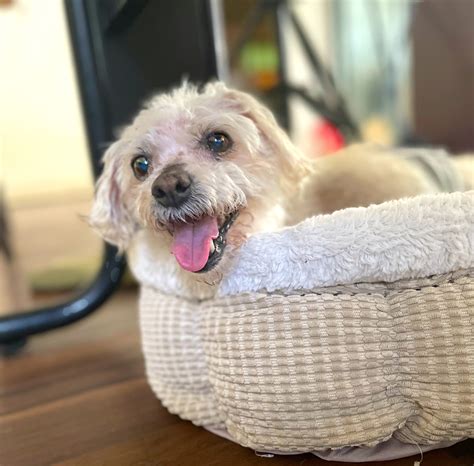 Karina Logue Terriers