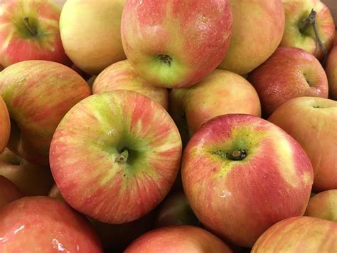Fuji Apple Varieties