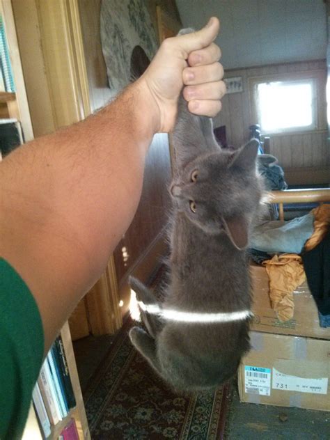My Cat Smokey. He is one cool cat. : r/aww
