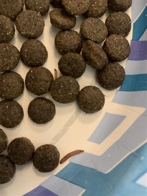What is these worms in my dog’s food? | Home & Garden