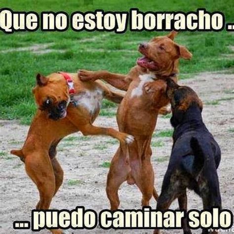 Memes De Perros Para Whatsapp