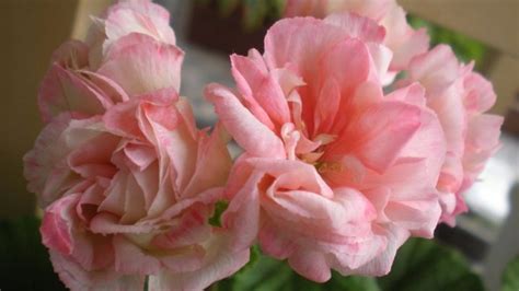 Pelargonium Appleblossom (23 снимки): описание на пеларгония Fischers и ...