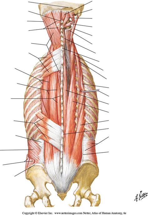 muscles    intermediate layer diagram quizlet