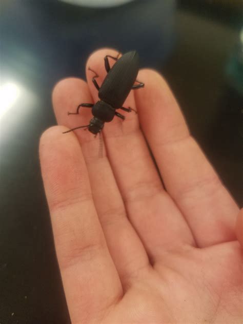 These are all from a bio lab I was in. The... - One Nice Bug Per Day