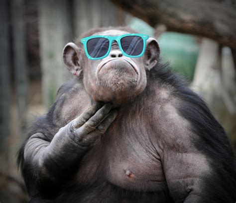 "monkey" Meme Templates - Imgflip