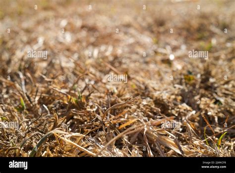 Dry grass, dry lawn, drought Stock Photo - Alamy