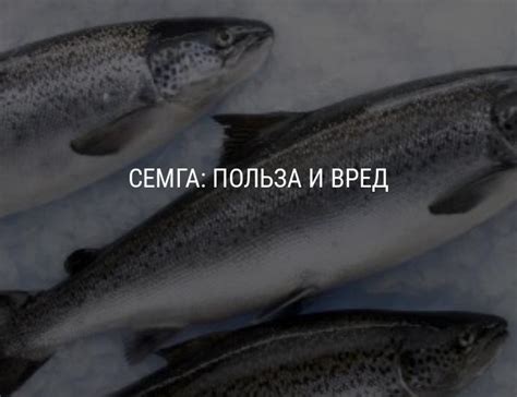 Химический состав семги, ее пищевая ценность, секреты приготовления ...