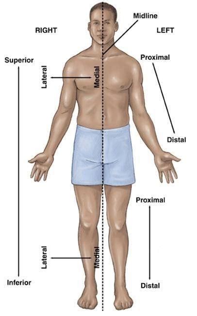 Proximal Vs Distal Anatomy - Map Of Body