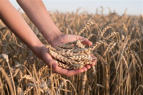 When is Wheat Harvested? Seasonal Growing Guide – 蜜桃传媒 Secret Supplies