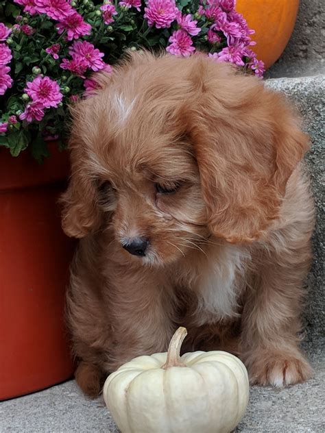 Cavadoodle Puppies For Sale in Guelph, ON | Country Care Doodles