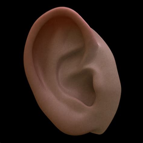 ear body  model