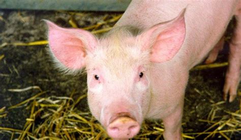domestic pig facts diet pet information