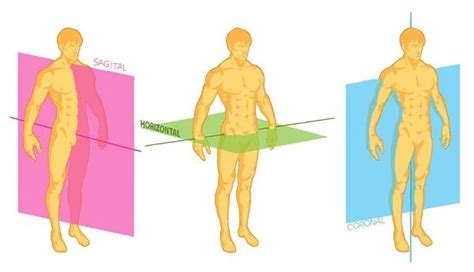 A Posição Anatômica Pode Ser Definida Da Seguinte Forma - O que é anatomia humana? Entenda a posição anatômica e a divisão do ...
