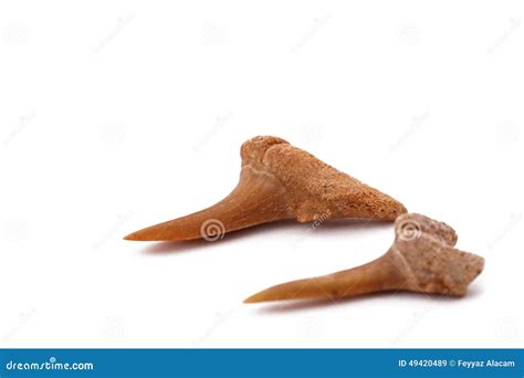 shark teeth   white background stock image image  multi