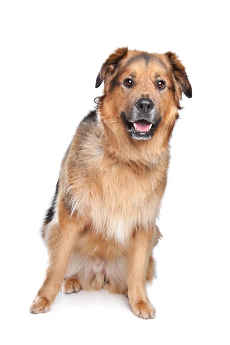 Mixed Breed Dog Cross Breed Background Crossbreed Dog Photo And Picture