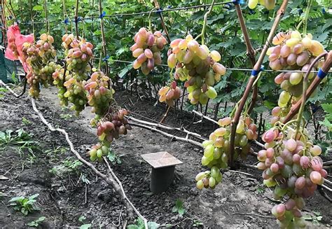 Описание сорта винограда Юлиан: фото и отзывы | Vinograd-Loza