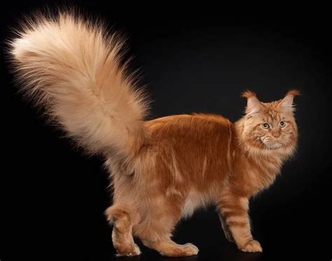 🐱Жирный хвост у кошки: что это значит | Нос, хвост, лапы | Дзен