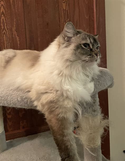 Handedness/Dominant paw? : r/ragdolls