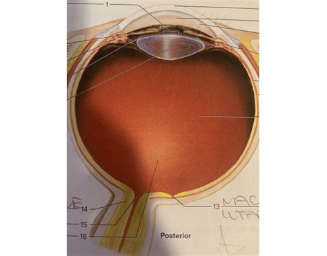 transverse section superior quiz