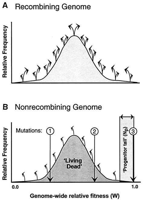 Sexual Recombination and the Power of Natural Selection | Science