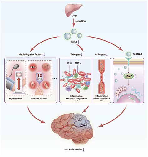 Genetically predicted high serum sex hormone-binding globulin levels