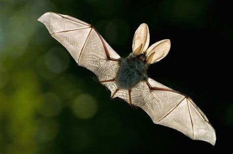 Imágenes del mundo animal: Murciélago