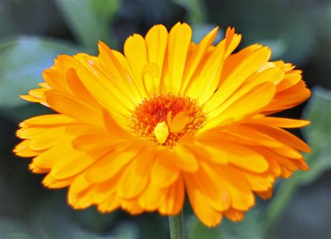 Bloom, selective focus, plant, beauty in nature, pollen, medicinal