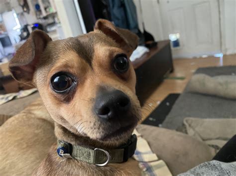 Why is my chihuahua’s ears still floppy at 8.5 mos? Going to the vet to check it out. : r/Chihuahua