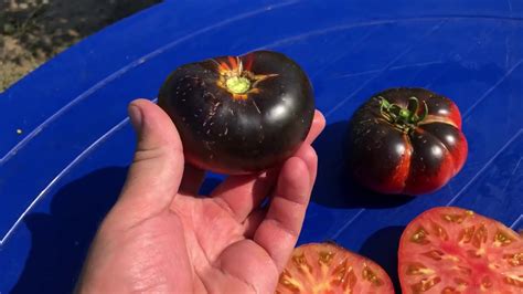Очень красивый и вкусный томат ОЗАРК ВОСХОД. Tomato Ozark Sunrise - YouTube