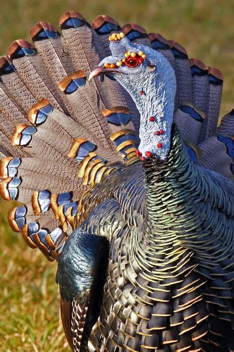 110 Turkey Breeds ideas | turkey breeds, turkey, breeds