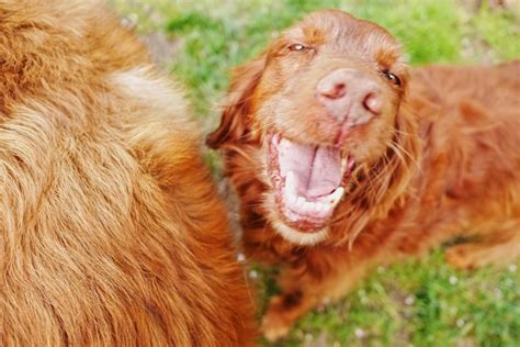 Premium Photo | Portrait of irish setter standing on field