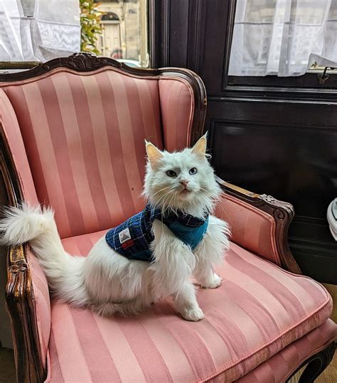How Sigi the cat on a bike turned me into an Insta hit with women: She ...