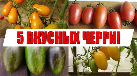 САМЫЕ ВКУСНЫЕ И СЛАДКИЕ ТОМАТЫ !!! (ЛУЧШИЕ СОРТА ЧЕРРИ И КОКТЕЙЛЬНЫХ ...