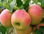 Яблоня Моди: описание сорта и характеристики. Когда собирать и снимать ...