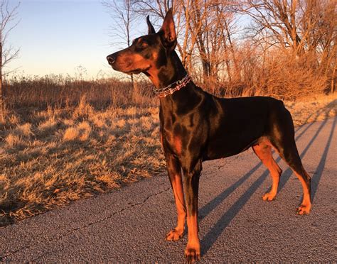 German Pinscher Dog Breed | Learn About The German Pinscher Temperament ...